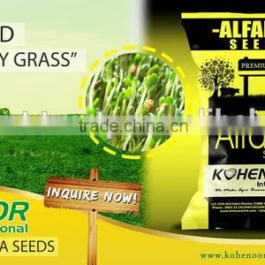 Top Quality Pakistan Kohenoor A1 Alfalfa Seed thumbnail-1