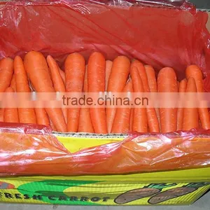 Chinese Fresh Carot of 2016 Crop thumbnail-4