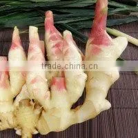 2015 New Price of Fresh Ginger , Ginger Price , Ginger thumbnail-5