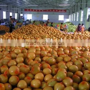 Chinese Fresh Sweet Honey Pomelo for Selling thumbnail-2