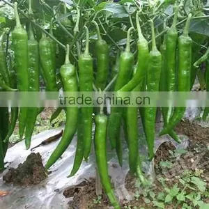 Hybrid Green Red Chilli Pepper Seeds for Sale-Diao Chan thumbnail-2