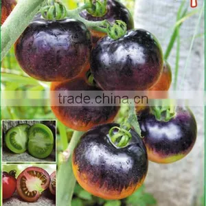 Hybrid Black Purple Cherry Tomato Seeds For Sale-Purple Bright thumbnail-2