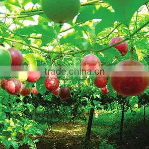 Passion Fruit Tree Seedling thumbnail-3