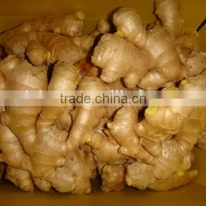 Chinese Fresh Ginger thumbnail-2