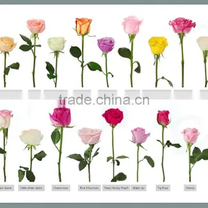 Supply Fresh Cut Flower Rose From Flower Base in Kingming thumbnail-6