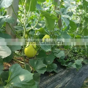 Liquid Chitosan Fertilizer thumbnail-4