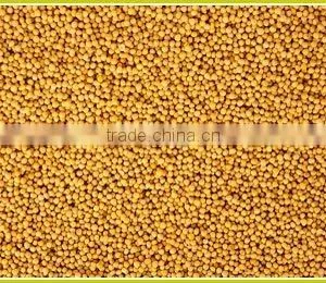Yellow Mustard Seeds thumbnail-2