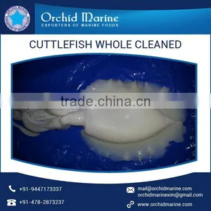 Cleaned Frozen Cuttlefish With High Nutrient Values thumbnail-5