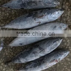 Frozen Bonito Tuna thumbnail-2