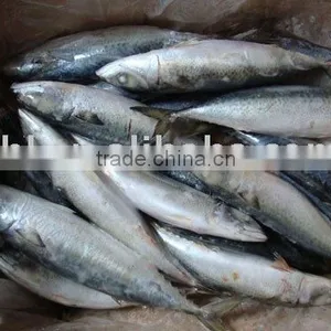 Frozen Mackerel, Pacific Mackerel thumbnail-1