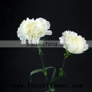 Fragrant Aroma Crazy Selling Anthurium Flowers Flower Pots Wholesale Snow White for Wedding Decoration From Kunming thumbnail-5