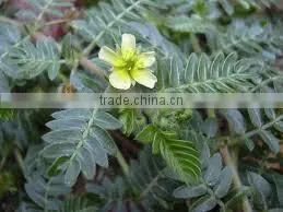 Tribulus Extract thumbnail-4