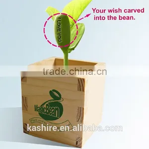 Love Magic Box,the Magic Beanstalk Seeds of Love thumbnail-1