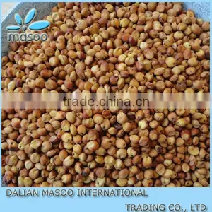 New Crop Sweet Sorghum Seed 2013 thumbnail-1