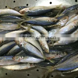 Horse Mackerel From China Size 9 -11 Pcs / kg thumbnail-1