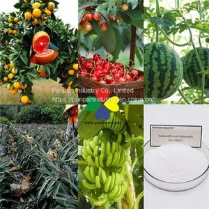 Supply Agrochemical Gibberellic Acid Ga3 90%tc for Sale With Price thumbnail-3