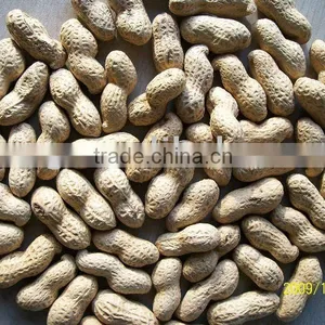 Shandong Roasted Peanuts Inshell thumbnail-1