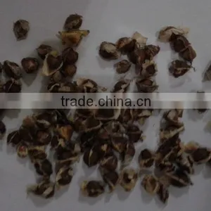 Moringa Seeds thumbnail-3