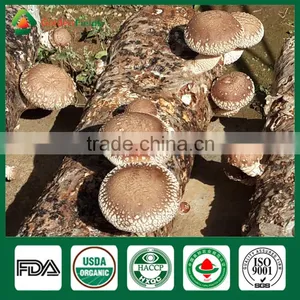 Dried Shiitake Mushrooms,Fresh Shiitake Mushrooms,Mushroom Seeds For Sale thumbnail-6