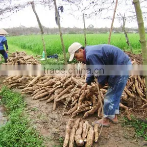 Hot Sale Tapioca Starch/cassava Flour/cassava Chips/tapioca Pearls for Food and Industry thumbnail-6