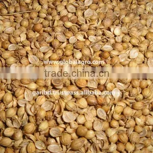 Coriander thumbnail-1