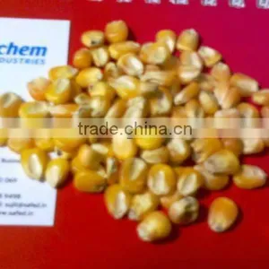 BEST Yellow CORN Maize Price thumbnail-1