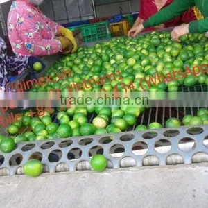 Fresh Lime Gimex Vietnam thumbnail-3