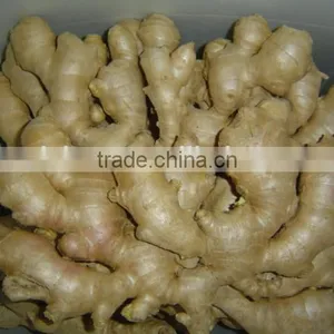 Fresh Dried Ginger thumbnail-3