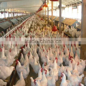 Fully Automatic Light Steel Poultry House thumbnail-1