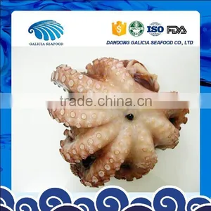 Frozen Cleaned Octopus thumbnail-1