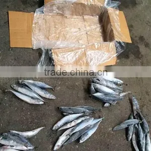 New Crop Seafood Frozen Pacific Mackerel Fish thumbnail-1