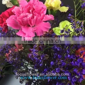 Best Sale Cut Fresh Pretty Good Carnation Flowers Cheap and Good Global Distribution From China thumbnail-3