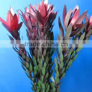 Newest Manufacture Wholesale Leucadendronflower thumbnail-1