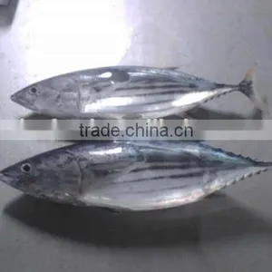Skip Jack Tuna Fish thumbnail-1
