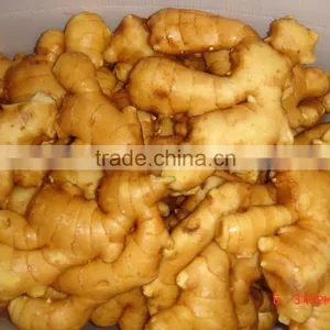 2016 New Crop Linyi Origin Air Dried Ginger thumbnail-3