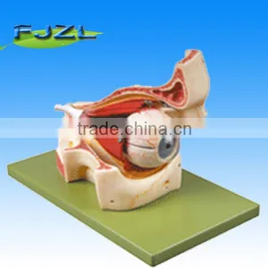 Human Anatomy Eyelball Model With Orbit thumbnail-1