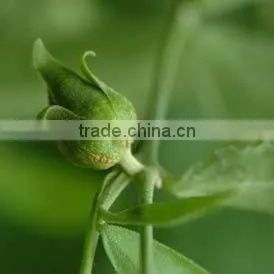Cold Pressed Jojoba Oil thumbnail-1