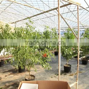 Venlo Garden Greenhouse for Mushroom thumbnail-4