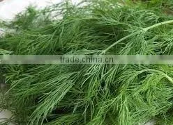 Fresh Dill thumbnail-1
