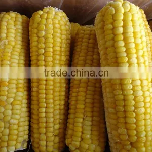 Chinese IQF Steamed Blanched IQF Frozen Sweet Corn Yellow Corn thumbnail-2