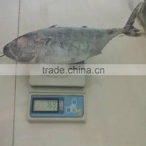 Hot Sell Fresh Frozen Bonito Fish From China thumbnail-1