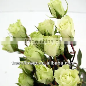 Natural Rose Flowers of White Rose Flower thumbnail-1