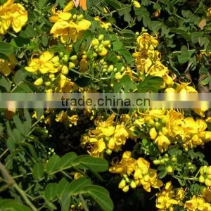 CASSIA OIL thumbnail-3
