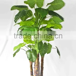 Wholesale Outdoor Use Potted Plants thumbnail-2
