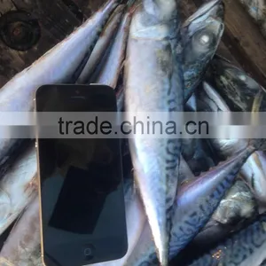 Seafrozen Pacific Mackerel thumbnail-5