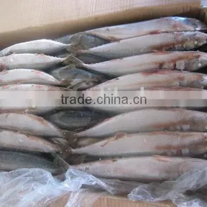 Frozen Mackerel 200-300g thumbnail-1