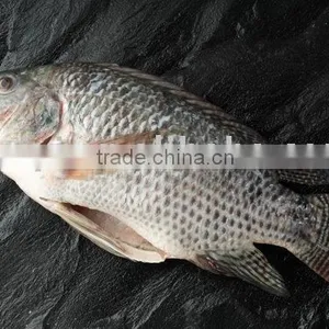 Frozen Tilapia thumbnail-1