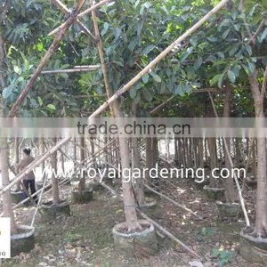 Ficus Altissima Diameter 10cm Potted for Tropical Area thumbnail-1