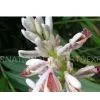 Fructus Forsythiae thumbnail-1