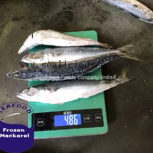 Pacific Mackerel Frozen on Fishing Boat IQF Whole thumbnail-1